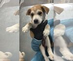 Small Mutt