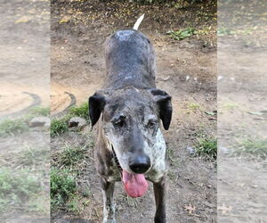 Dallas - Female German Shorthaired Pointer-Great Dane Mix Dog for Adoption - Photo #8