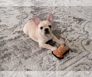 French Bulldog Puppy for Sale in BURLESON, Texas USA