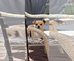 Small #9 Chihuahua