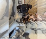 Small #1 Chihuahua Mix