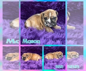 English Bulldog Dog for Adoption in HASTINGS, Michigan USA