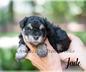 Schnauzer (Miniature) Puppy for sale in ABBEVILLE, SC, USA
