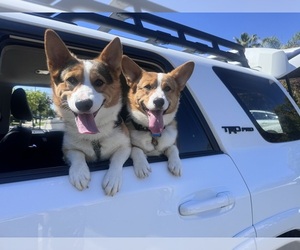 Pembroke Welsh Corgi Puppy for sale in ROSEVILLE, CA, USA