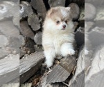 Small #8 Pomsky