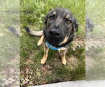 Small #7 German Shepherd Dog Mix