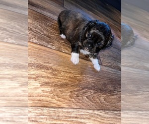 Shih Tzu Puppy for sale in MOOREFIELD, WV, USA