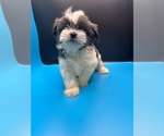 Small Photo #22 Maltipoo-Shih Tzu Mix Puppy For Sale in SAINT AUGUSTINE, FL, USA