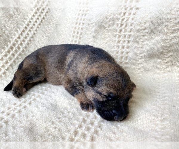 Medium Photo #2 German Shepherd Dog Puppy For Sale in OJAI, CA, USA