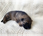 Small Photo #2 German Shepherd Dog Puppy For Sale in OJAI, CA, USA