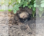 Small #1 Havanese