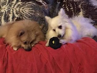 Father of the Pomeranian puppies born on 03/10/2017