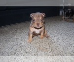 Small Photo #2 American Bully Puppy For Sale in BALTIMORE, MD, USA