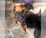 Small Brussels Griffon