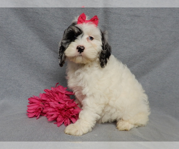 Medium Photo #4 Cockapoo (Miniature) Puppy For Sale in WOOSTER, OH, USA