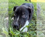Small #2 American Staffordshire Terrier Mix