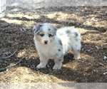 Small #3 Australian Shepherd