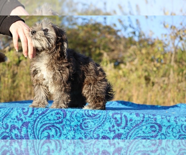 Medium Photo #2 ShihPoo Puppy For Sale in DYERSBURG, TN, USA