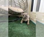 Puppy 2 French Bulldog