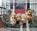 Small Goldendoodle
