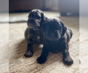 Goldendoodle Litter for sale in BUFFALO, MO, USA