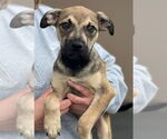 Small #1 Beagle Mix