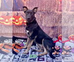 Small #1 Mutt