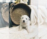 Small Photo #34 Great Pyrenees Puppy For Sale in FALCON, CO, USA
