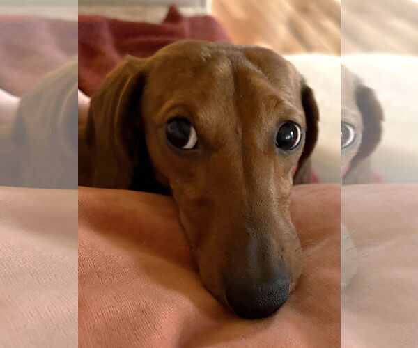 Medium Photo #5 Dachshund Puppy For Sale in St. Louis Park, MN, USA