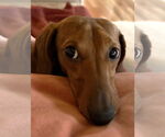 Small #4 Dachshund