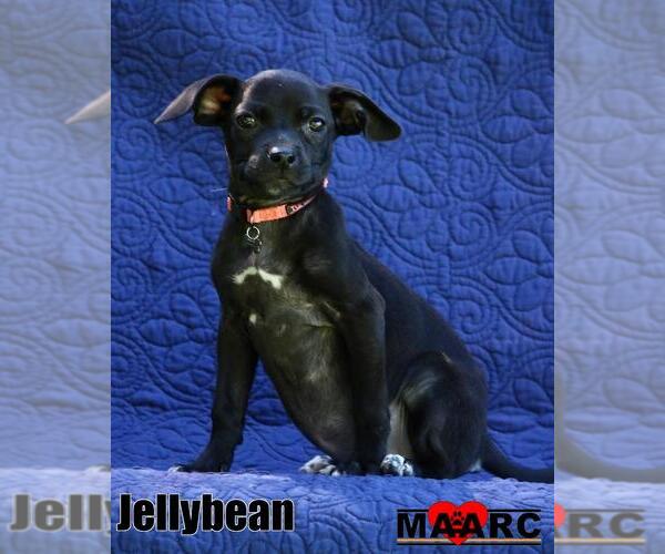 Medium Photo #2 Chihuahua-Unknown Mix Puppy For Sale in Maryville, TN, USA