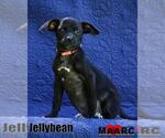 Small #1 Chihuahua Mix
