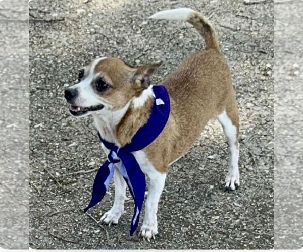 Medium Photo #2 Chihuahua Puppy For Sale in Oakhurst, NJ, USA