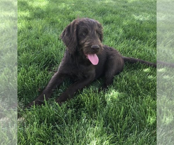 Medium Photo #1 Labradoodle Puppy For Sale in PALOMINO VALLEY, NV, USA