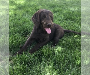 Labradoodle Puppy for sale in PALOMINO VALLEY, NV, USA