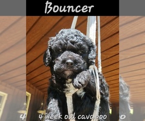 Cavapoo Puppy for sale in MILLVILLE, MN, USA