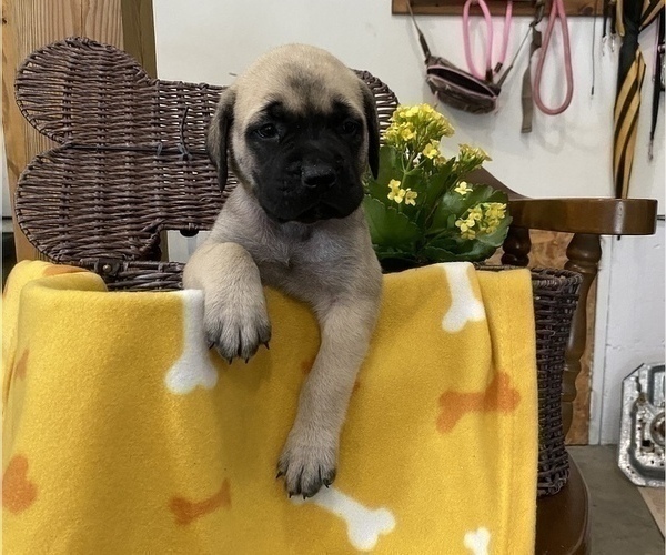 Medium Photo #3 Mastiff Puppy For Sale in BRUCETON MILLS, WV, USA
