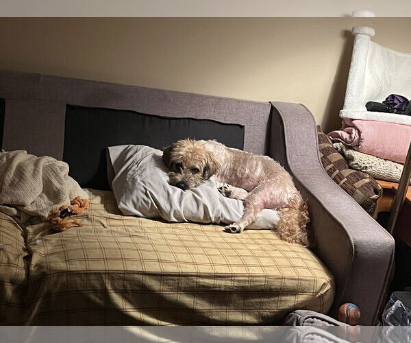 Medium Photo #5 Schweenie Puppy For Sale in Holly Springs, NC, USA