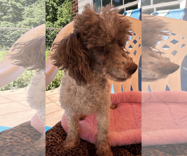 Medium Photo #5 Poodle (Miniature) Puppy For Sale in Pacolet, SC, USA