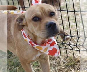 Chinese Shar-Pei-Unknown Mix Dogs for adoption in San Antonio, TX, USA