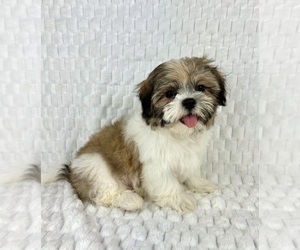 Shih Tzu Puppy for sale in FRANKLIN, IN, USA