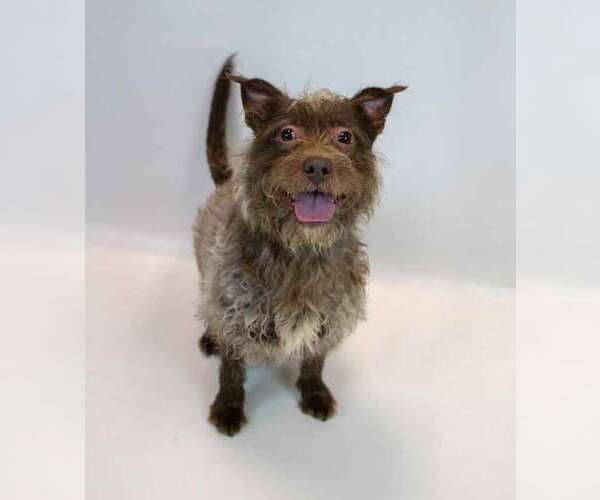 Medium Photo #4 Mutt Puppy For Sale in Kennesaw, GA, USA