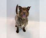 Small #3 Mutt