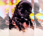 Puppy Character Shih Tzu