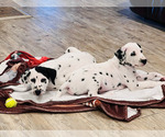 Small Photo #55 Dalmatian Puppy For Sale in AMARILLO, TX, USA