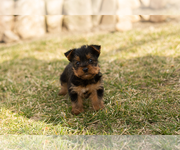 Medium Photo #2 Yorkshire Terrier Puppy For Sale in MILLERSBURG, IN, USA