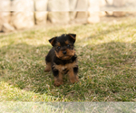Small Photo #2 Yorkshire Terrier Puppy For Sale in MILLERSBURG, IN, USA