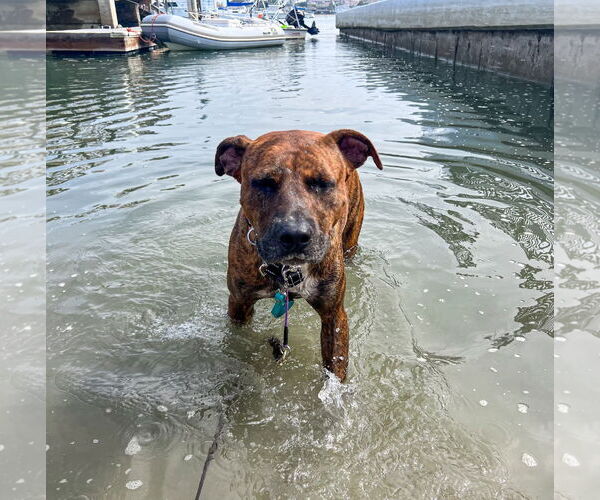 Medium Photo #8 American Staffordshire Terrier-Labrador Retriever Mix Puppy For Sale in Newport Beach, CA, USA