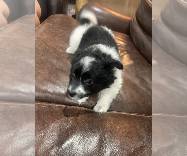 Medium Photo #3 Papimo Puppy For Sale in TRUCKEE, CA, USA