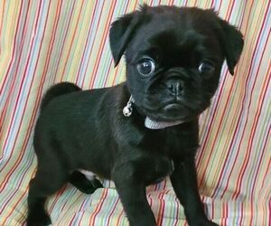 Pug Litter for sale in LYNDON CENTER, VT, USA